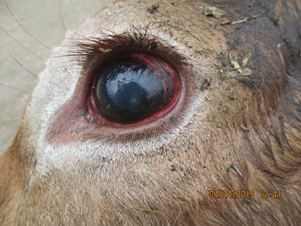 牛眼虫病防治