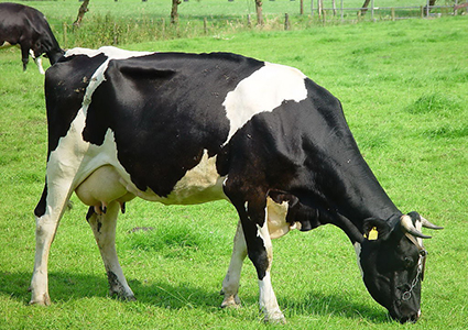 奶牛产后败血症防治