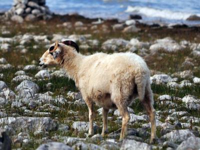 羊黄膘病-兴旺兽药