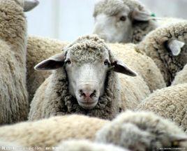 羊黄膘病-兴旺兽药