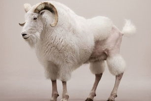 羊常见疾病治疗