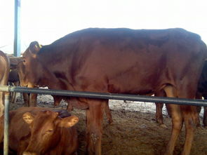 肉牛养殖日常管理方法