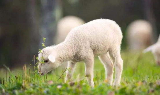 新生羔羊疾病防治方案
