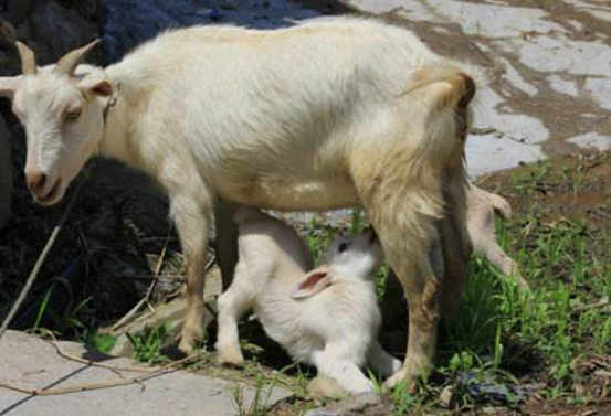 新生羔羊常见疾病防治及治疗