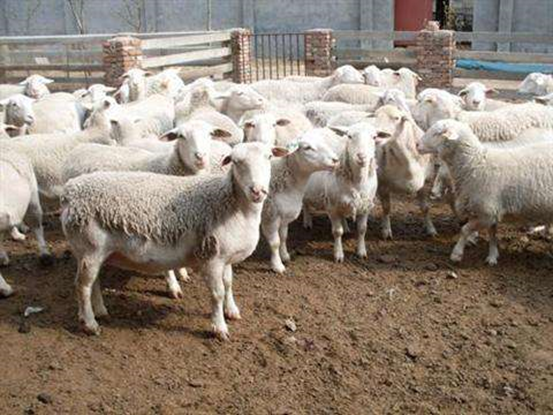羊育肥方法