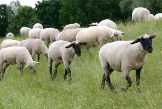 羊疾病防治