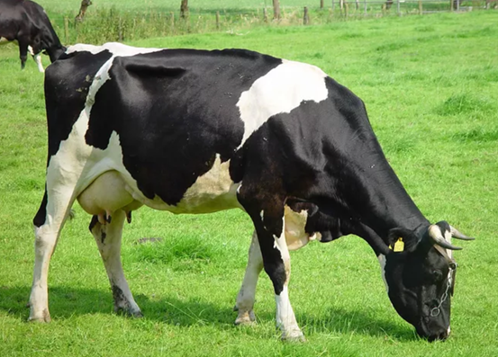 奶牛受胎率提高方法