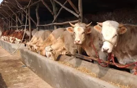 牛发烧怎么治疗