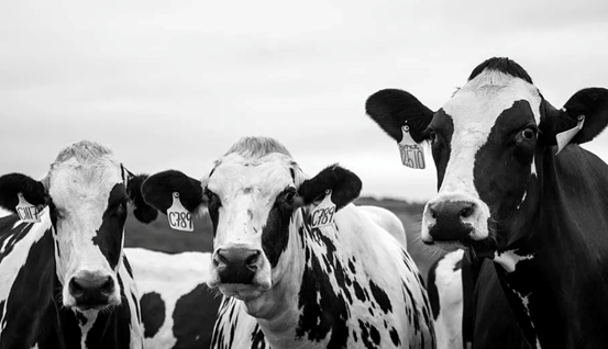 奶牛生殖率防治方法