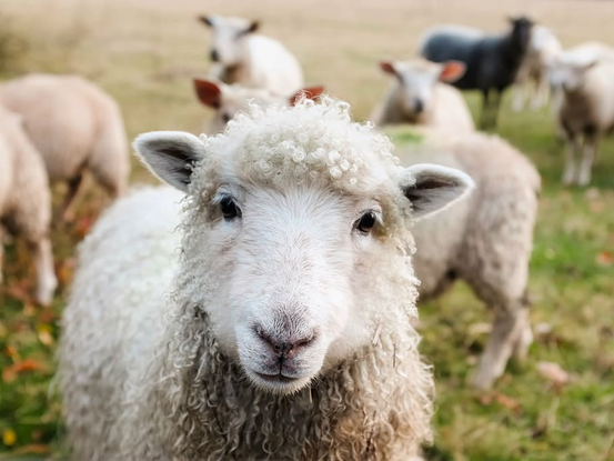 牛羊养殖热门问题